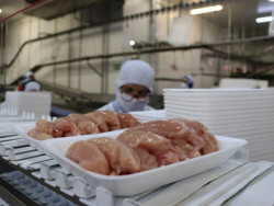 Exportações de carne de frango estão suspensas para 24 mercados, diz Fávaro