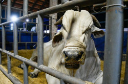 MS recebe status de área livre de aftosa, apto para ampliar mercados da carne