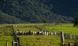 Reconhecimento internacional consolida MS e abre mercados para a carne bovina