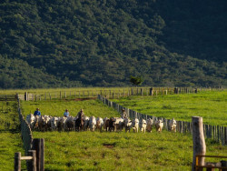 Reconhecimento internacional consolida MS e abre mercados para a carne bovina