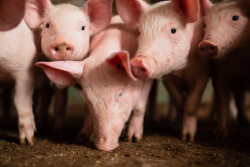 Suínos: preços do animal vivo e da carne voltam a cair