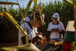 MS, MT e Goiás recebem técnicos do Rally da Safra para avaliar lavouras de milho