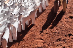 Turismo comemora seleção de artistas de MS na Bienal das Amazônias