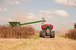 Área de soja para a safra 25/26 cresce 'na teoria', mas desânimo toma conta do campo