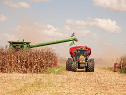 Área de soja para a safra 25/26 cresce 'na teoria', mas desânimo toma conta do campo