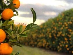 Técnica aumenta produtividade de citros em 1/3 e reduz podridão floral em 30%