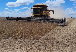 Produtividade estadual da safra de soja 24/25 é de 51,78 sacas por hectare