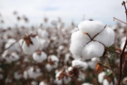Algodão: cotações atingem maior patamar desde 2023