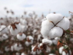 Algodão: cotações atingem maior patamar desde 2023