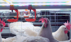 Gripe aviária: 21 países mantêm restrições à carne de aves do Brasil