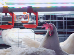 Gripe aviária: 21 países mantêm restrições à carne de aves do Brasil