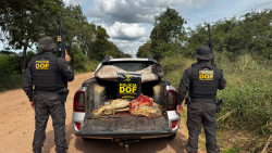 Cinco pessoas são presas pelo DOF acusadas de furto de animais em Corumbá