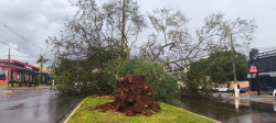 Temporal derruba árvores e deixa bairros sem energia elétrica em Dourados
