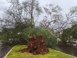 Temporal derruba árvores e deixa bairros sem energia elétrica em Dourados