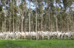 Campanha de vacinação contra brucelose reforça cuidados com saúde em MS
