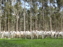 Campanha de vacinação contra brucelose reforça cuidados com saúde em MS
