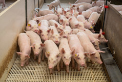 Suínos fecham maio com preços firmes