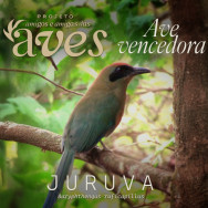 Ave Juruva é escolhida como símbolo da Mata Atlântica em MS