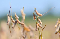 Mesmo com estiagem em 52% da área produtiva, MS colhe safra de soja acima do esperado