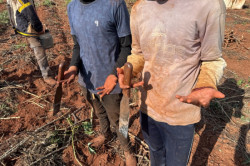 Força-tarefa resgata sete paraguaios vítimas de trabalho escravo em município de MS