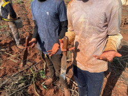 Força-tarefa resgata sete paraguaios vítimas de trabalho escravo em município de MS