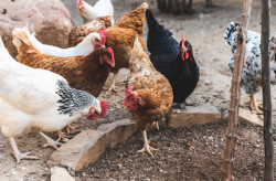 Agraer, Embrapa e Iagro reforçam prevenção à gripe aviária na agricultura familiar