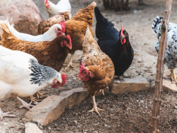 Agraer, Embrapa e Iagro reforçam prevenção à gripe aviária na agricultura familiar