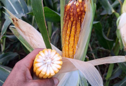 Lavouras de milho no sudeste e sul-fronteira estão abaixo do potencial das demais regiões