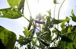 MS terá rede de meteorologia com 70 estações, fortalecendo produção local