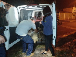 Servidora que mantinha oito cães em situação de abandono é solta pela Justiça