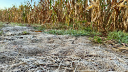 18 cidades de MS registram geada nesta terça-feira; Amambai e Sete Quedas foram as mais frias