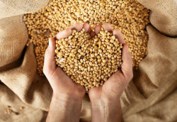 Seminário debate os desafios da liderança brasileira no mercado mundial de soja