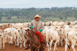 Frio intenso e geadas em MS podem causar prejuízos na agricultura e pecuária