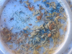 Três cães morrem no Jardim Clímax e polícia investiga envenenamento