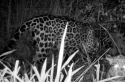 Onça Miranda, tratada e depois solta na natureza, aparece com filhote no Pantanal