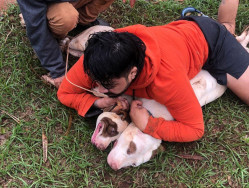 Após ataque de cães a lutador, vereador exige aumento das multas para tutores na fronteira