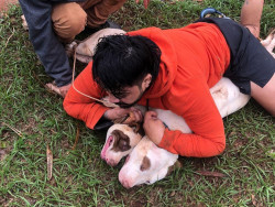 Após ataque de cães a lutador, vereador exige aumento das multas para tutores na fronteira