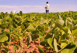 Plano Safra 25/26 tem aumento nominal, mas inflação reduz poder de compra do produtor