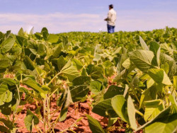 Plano Safra 25/26 tem aumento nominal, mas inflação reduz poder de compra do produtor