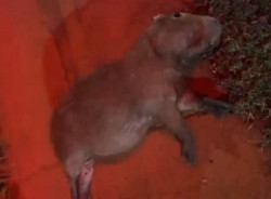 Capivara morre atropelada em frente ao Parque Arnulpho Fioravante