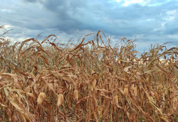 Colheita do milho foi impactada pela chuva em Mato Grosso do Sul