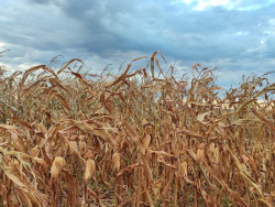 Colheita do milho foi impactada pela chuva em Mato Grosso do Sul