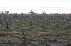 Com mais chuvas e baixas temperaturas, junho teve redução de 92,8% em queimada no Pantanal