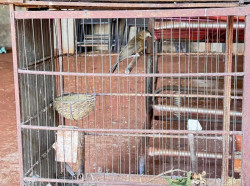 Ambiental apreende 22 aves silvestres, incluindo espécie ameaçada de extinção