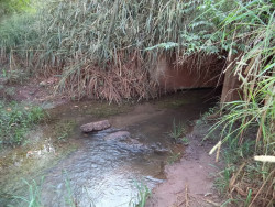 MP investiga lançamento de esgoto em área de preservação do córrego Laranja Doce em Dourados