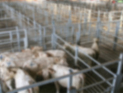 Inquérito investiga maus-tratos a quase 200 bovinos em propriedade rural