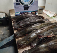 Polícia Ambiental apreende 134 quilos de pescado irregular em pesqueiro em MS