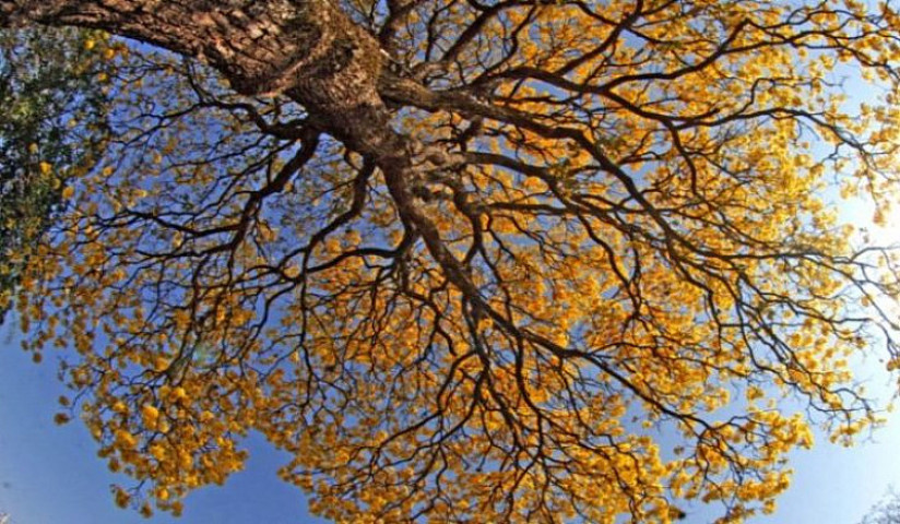 Temperatura volta a subir em Dourados (Imagem: Reprodução)