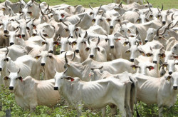 Pantanal terá plano de fortalecimento em MS para todas as cadeias pecuárias