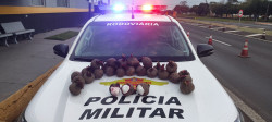 Polícia paulista prende boliviano com cocaína escondida em beterrabas